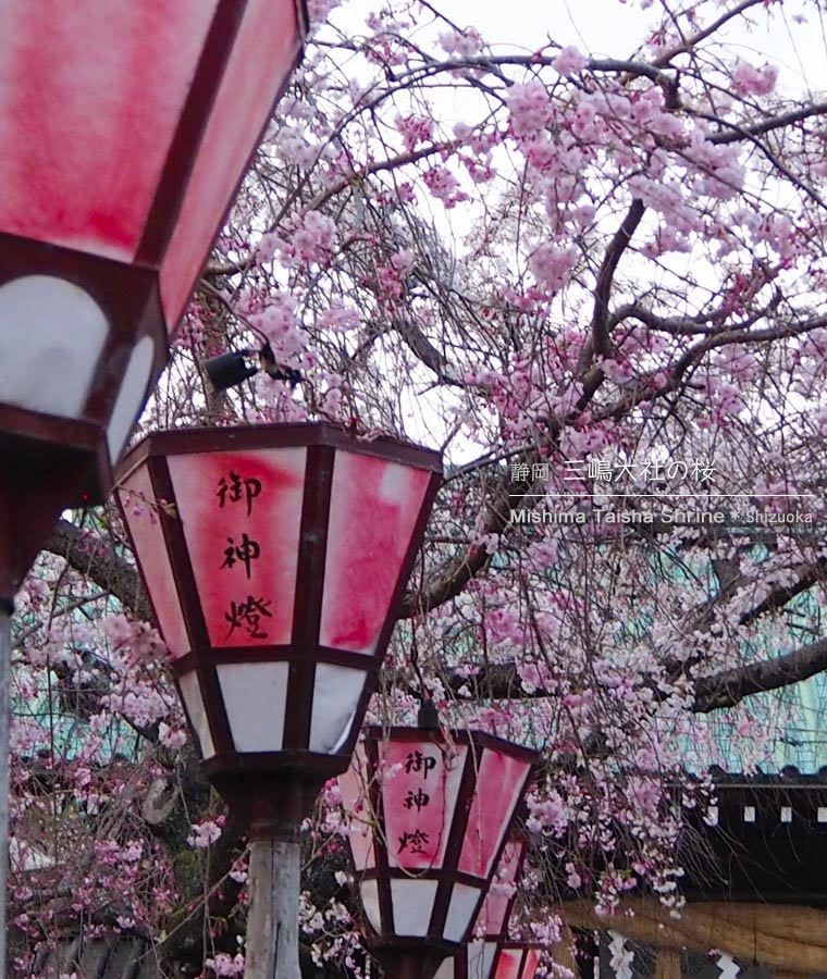 三嶋大社の桜